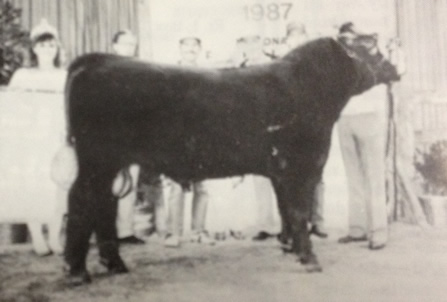 Photo of B. R. Replay's full brother Pinpur Classic